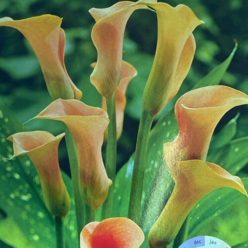 2 x Zantedeschia 'Rehmannii' – Elegante Roze Aronskelk- bloembol