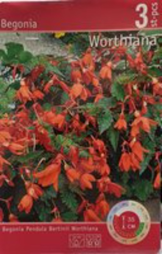 Begonia Pendula Bertinii Worthiana – 3 Knollen | Hangbegonia Oranje | Rijke Bloei