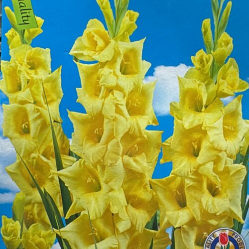 Gladiolus Geel – 10 Bollen | Gele Gladiolen | Zomerbloeiend