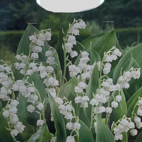 Lelietje-van-dalen – Convallaria Majalis – 10 bollen | Geurend & Winterhard