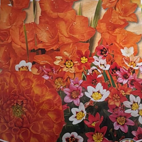 Bloembollenmix Oranje – 26 Bollen | Dahlia, Gladiolus & Sparaxis | Zomerbloeiend