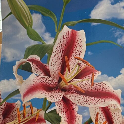 Lilium Mix ‘2 Colours’ – 3 Bollen | Lelie Mix Wit-Rood | Zomerbloeier